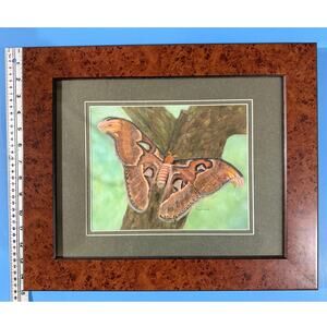 Atlas Moth on Branch Medium Pastels Framed by Artist Lisa Coleman 17.5"x14.5"